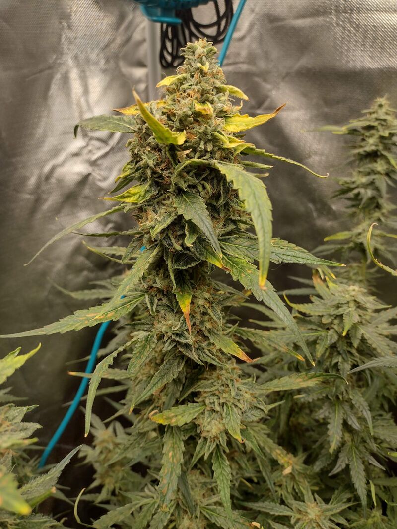 Lilac Diesel Auto RBX2, Фасовка: 6